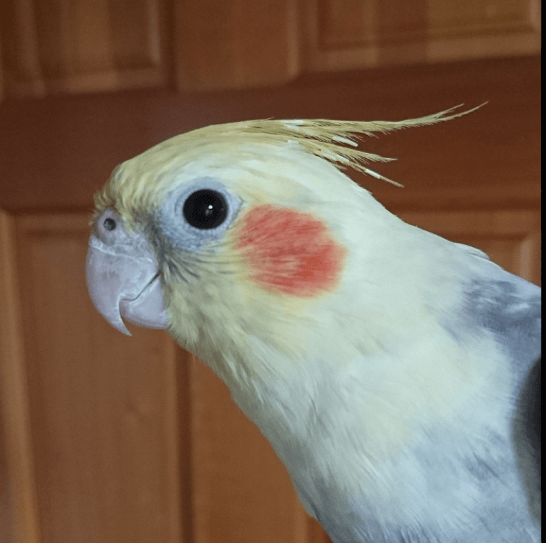 自宅のオカメインコ